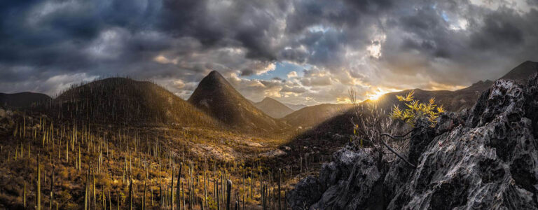 Expedición Fotográfica Entre Cactáceas y Sotolines