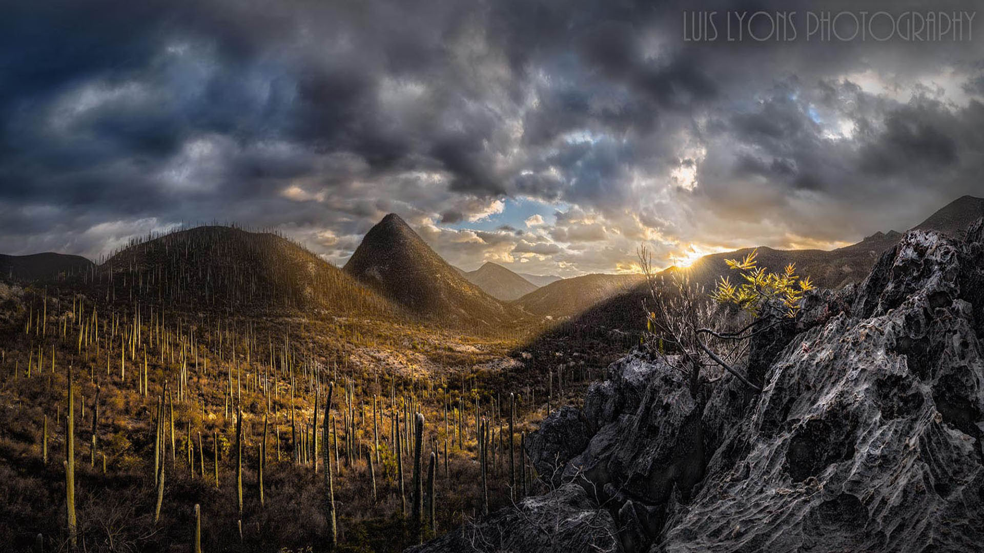 Expedición Fotográfica Entre Cactáceas y Sotolines